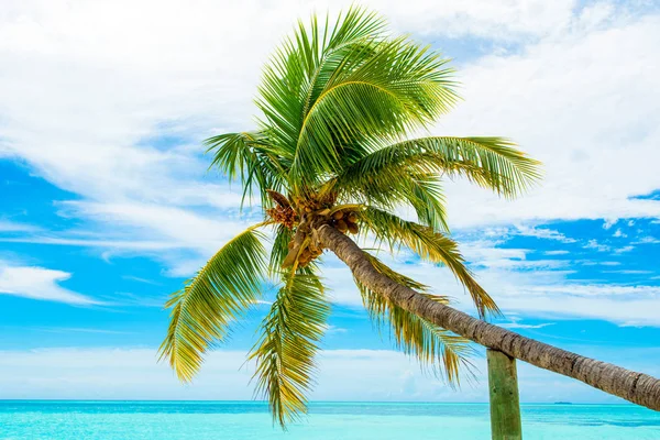 Palmiye ağaçları ile parlak Bulutsuz mavi gökyüzü arka plan üzerine Hindistan cevizi dallarında