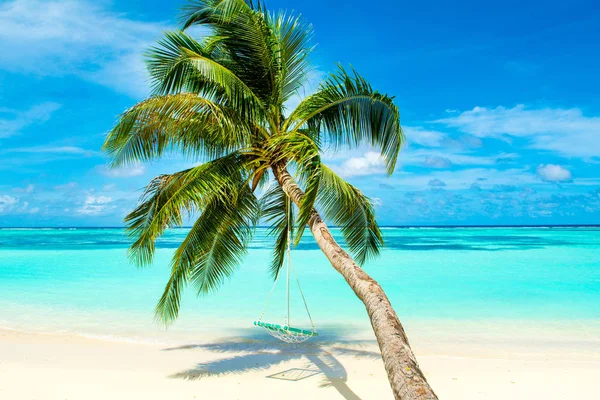 Palmiye ağacı Hint Okyanusu kıyısında swings ile tropikal peyzaj