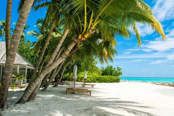 Palmiye ağaçları ve tropik bitkiler tarafından gölgeli ıssız Hint Okyanusu'nun kumlu plaja güzel manzara