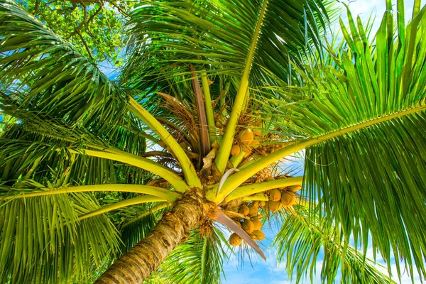 Пальмы Ветвями Кокоса Фоне Яркого Безоблачного Голубого Неба — стоковое фото