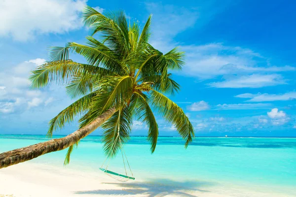 Tropical Landscape Swings Palm Tree Shores Indian Ocean Stock Picture