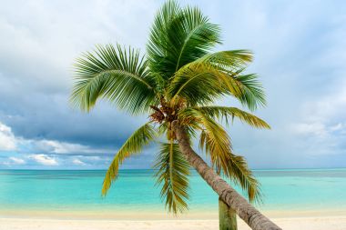 Turkuaz Okyanusu boyunca kumlu plajda palmiye ağacı düşmüş