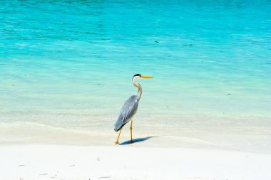 Havuzun kenarında oturan heron ailesinin tropik kuş 