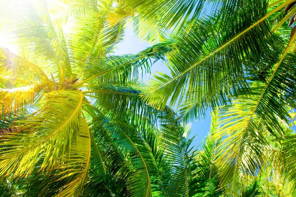 Feche a imagem de palmeira com os cocos em um ramo — Fotografia de Stock