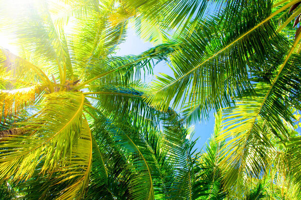 Close up image of palm tree with the coconuts on a branch