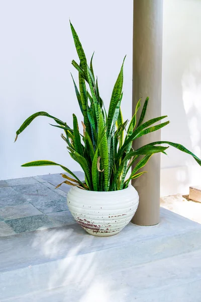 Tropical Plant Sansevieria Trifasciata Also Known Mother Law Tongue Snake — Stock Photo, Image