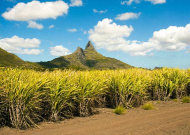 şeker kamışı ekimi