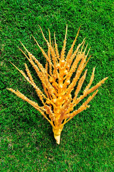 Rama de palma con pequeños cocos en la hierba —  Fotos de Stock