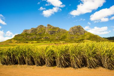 şeker kamışı ekimi