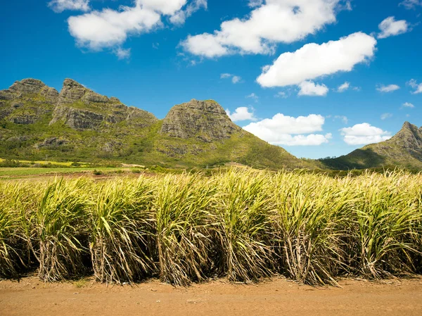 şeker kamışı ekimi