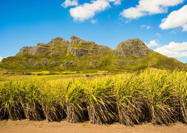 şeker kamışı ekimi