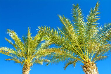 Palmiye ağaçları ile parlak Bulutsuz mavi gökyüzü arka plan üzerine Hindistan cevizi dallarında