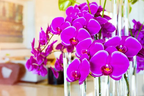 Bright pink Phalaenopsis Orchid flower — Stock Photo, Image