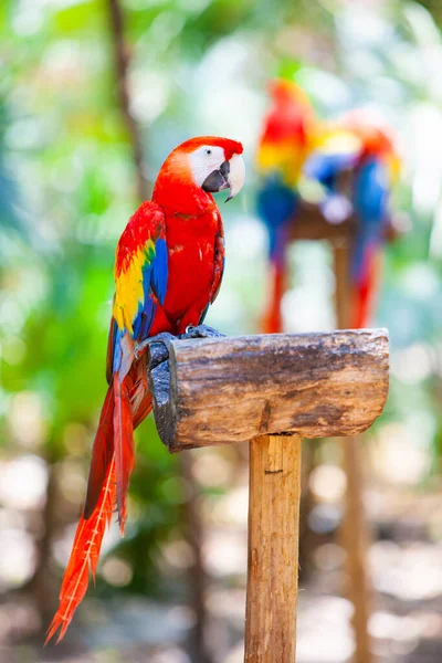 Loro Guacamayo Cola Larga Sentado Bosque Tropical — Foto de Stock