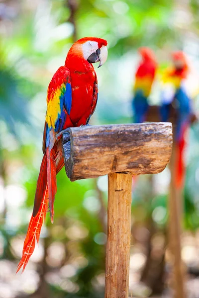 Langstaart Kleurrijke Ara Papegaai Zittend Een Tropisch Bos — Stockfoto