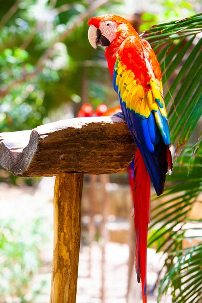 Loro Guacamayo Cola Larga Sentado Bosque Tropical — Foto de Stock