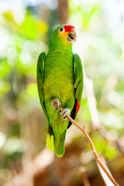 Zielona Papuga Siedząca Tropikalnym Lesie — Zdjęcie stockowe