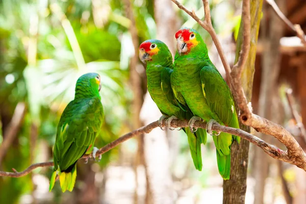 Couple of green parrots sitting in a tropical forest