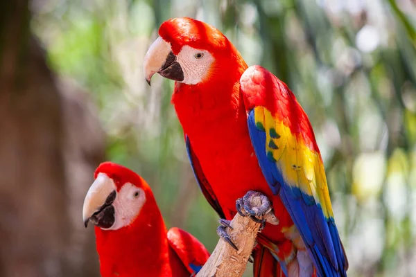 Par Coloridos Loros Guacamayos Cola Larga Están Sentados Bosque Tropical — Foto de Stock