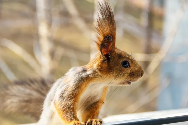 Little curious squirrel looking to the right — Stock Photo, Image