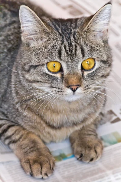 Kočka portrét se žlutýma očima — Stock fotografie
