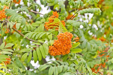 Yaz günü rowanberry şube