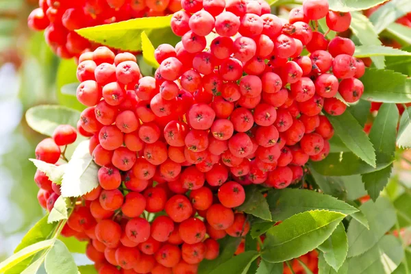 Rowanberry branch in summer day — Stock Photo, Image