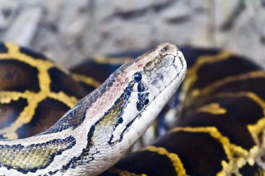 Python kafa fotoğrafı yakın çekim