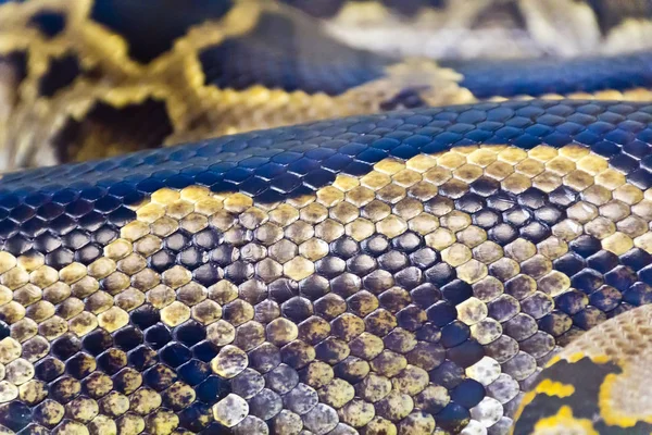 Photo of snake skin close up in zoo — Stock Photo, Image