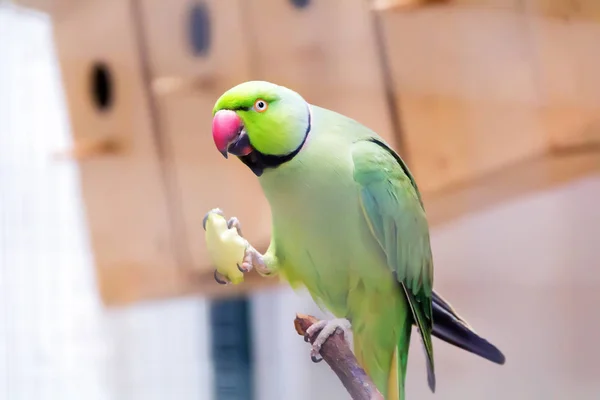 One eating green parrot — Stock Photo, Image