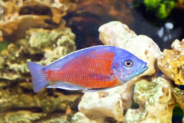 水族館内 Copadichromis Kadango — ストック写真