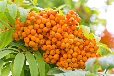 Yaz günü rowanberry şube