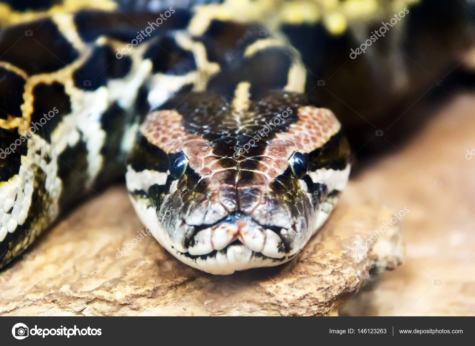 Photo of python head close up in full face Stock Photo by ©julialine ...