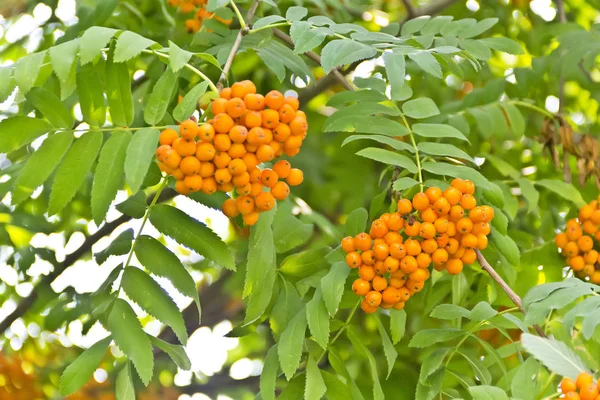 Rowanberry branch in summer — Stock Photo, Image