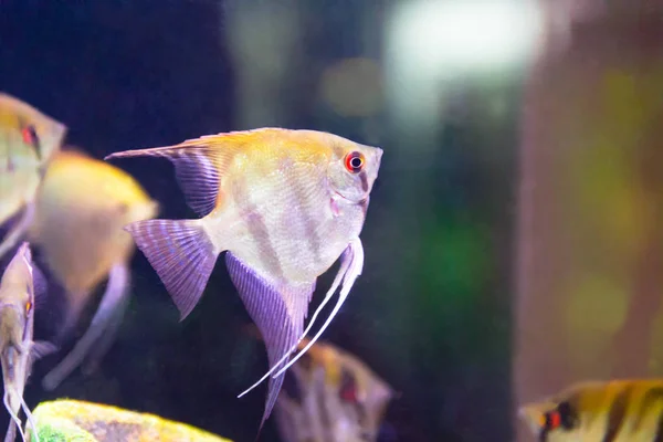 Triangle aquarium scalare fish — Stock Photo, Image
