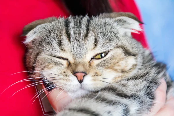 Retrato de gato con ojos entrecerrados —  Fotos de Stock