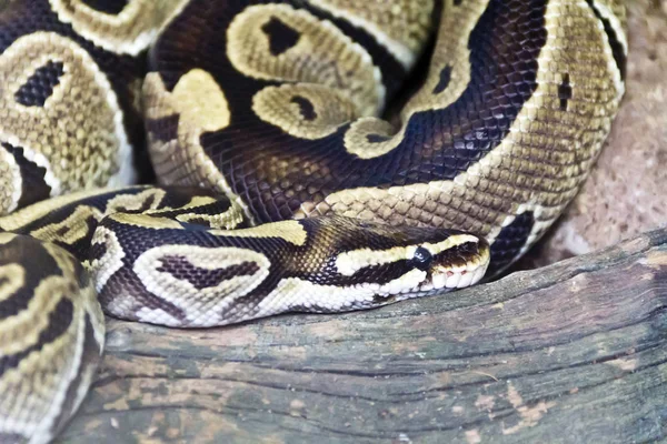 Foto di serpente da vicino nello zoo Foto Stock Royalty Free