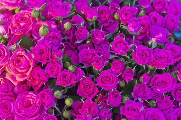 stock image Pink small roses in marketplace