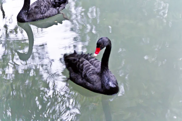 Cisne negro solitario con pájaro rojo — Foto de Stock