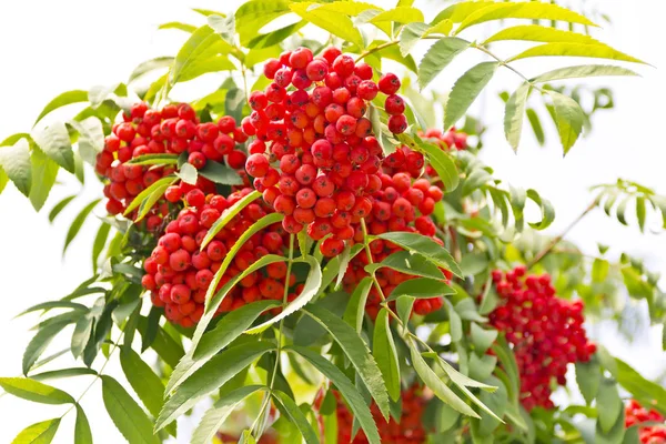 Rowanberry branch in summer day — Stock Photo, Image