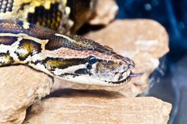 Yılan ile dilini koy