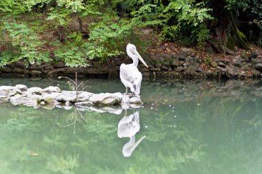 Pelikan Gölü su yansıması ile