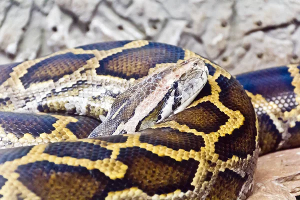 Pythonkopf inmitten von Steinen lizenzfreie Stockfotos