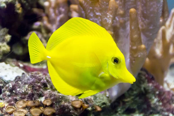 Un pez cebrasoma amarillo sobre fondo de arrecife —  Fotos de Stock