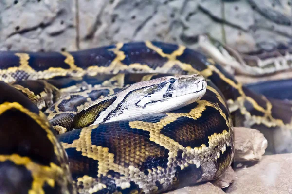 Pythonkopf inmitten von Steinen Stockbild