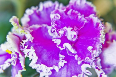 Bir büyük terry mor Menekşe