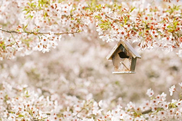 Pequena casa de passarinho com flor de cereja — Fotografia de Stock
