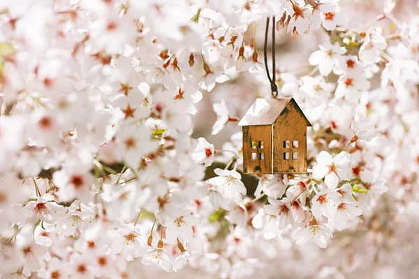 Pequena casa com flor de cereja — Fotografia de Stock