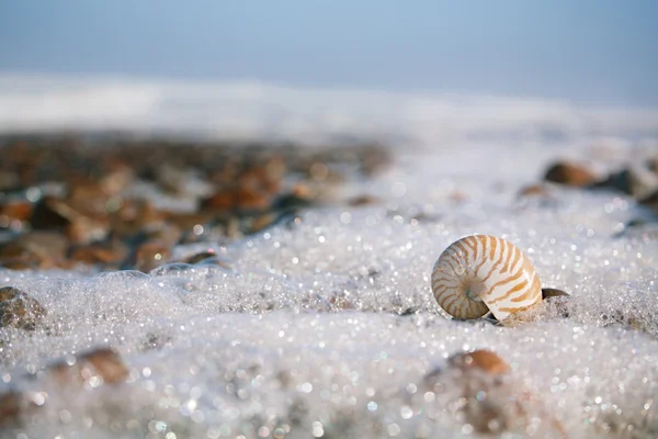 Nautilus mušle na Atlantský oceán — Stock fotografie