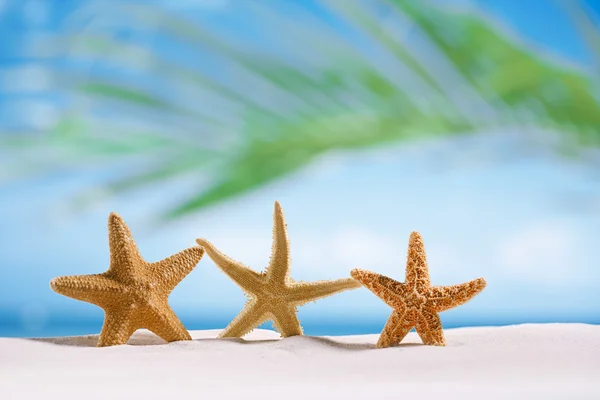 Kum plajı üzerinde üç deniz yıldızı — Stok fotoğraf